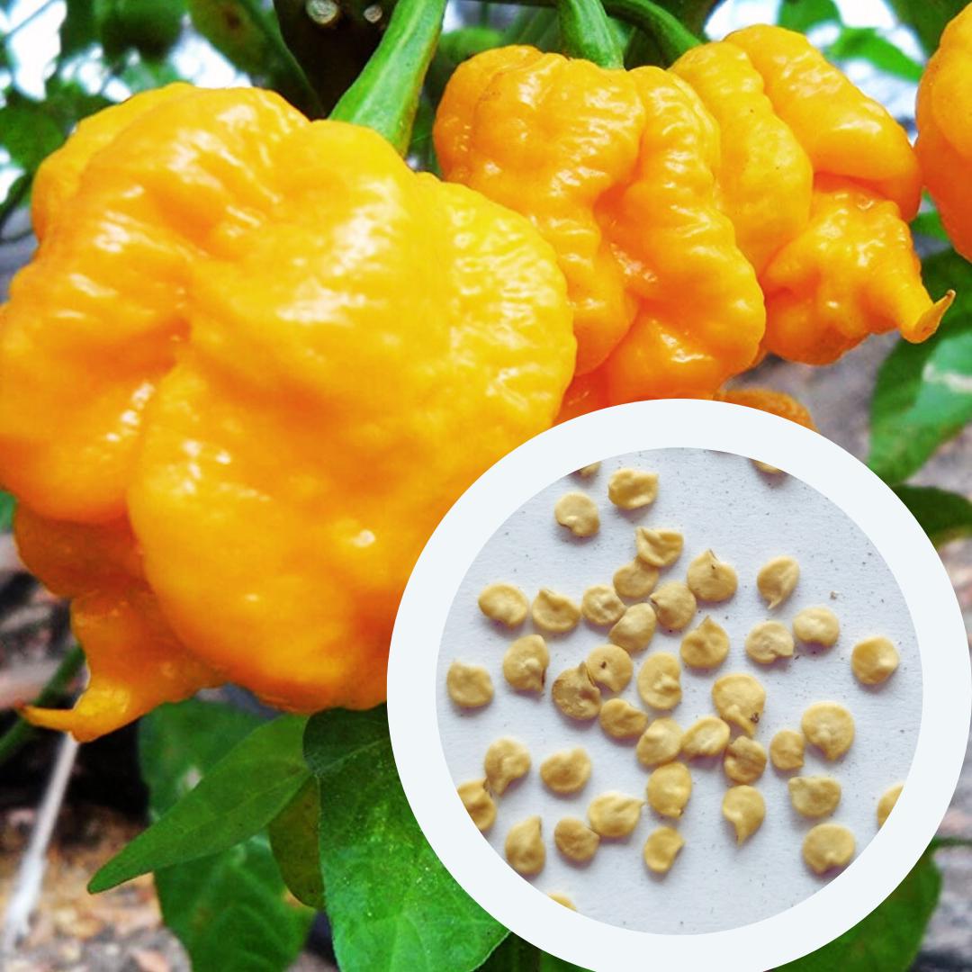 Насіння Перець гострий 7 Pot yellow 10 шт. жовтий суперхот - фото 3 Насіння Перець гострий 7 Pot yellow 10 шт. жовтий суперхот - фото 3