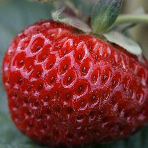 Сажанец Гибрид клубники и малины Мице Шиндлер Frau Mieze Schindller (52599)