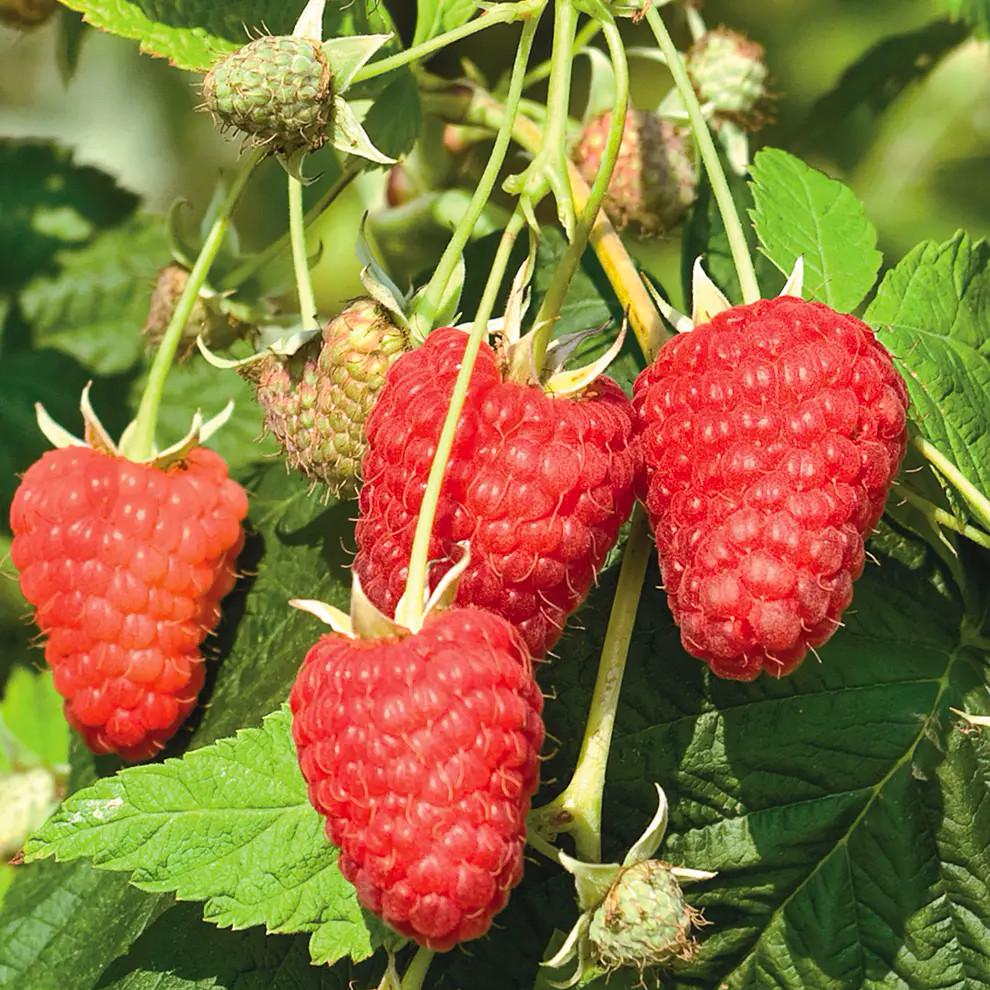 Саженец малины ремонтантной Himbo-Top (885270463)