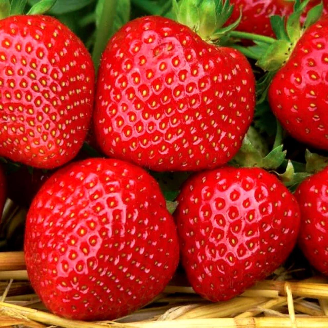 Саженец клубники portola ремонтантная (1555169572)