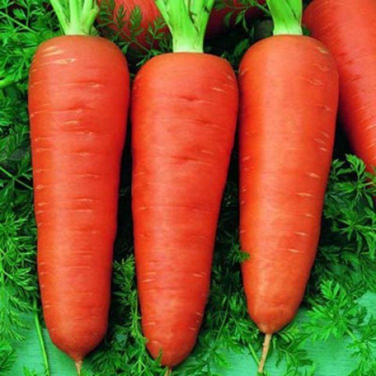 Семена Морковь Шантане Ред Кор F1 ТД Гекса-Украина 500 г 01-17-038 (IR00978)