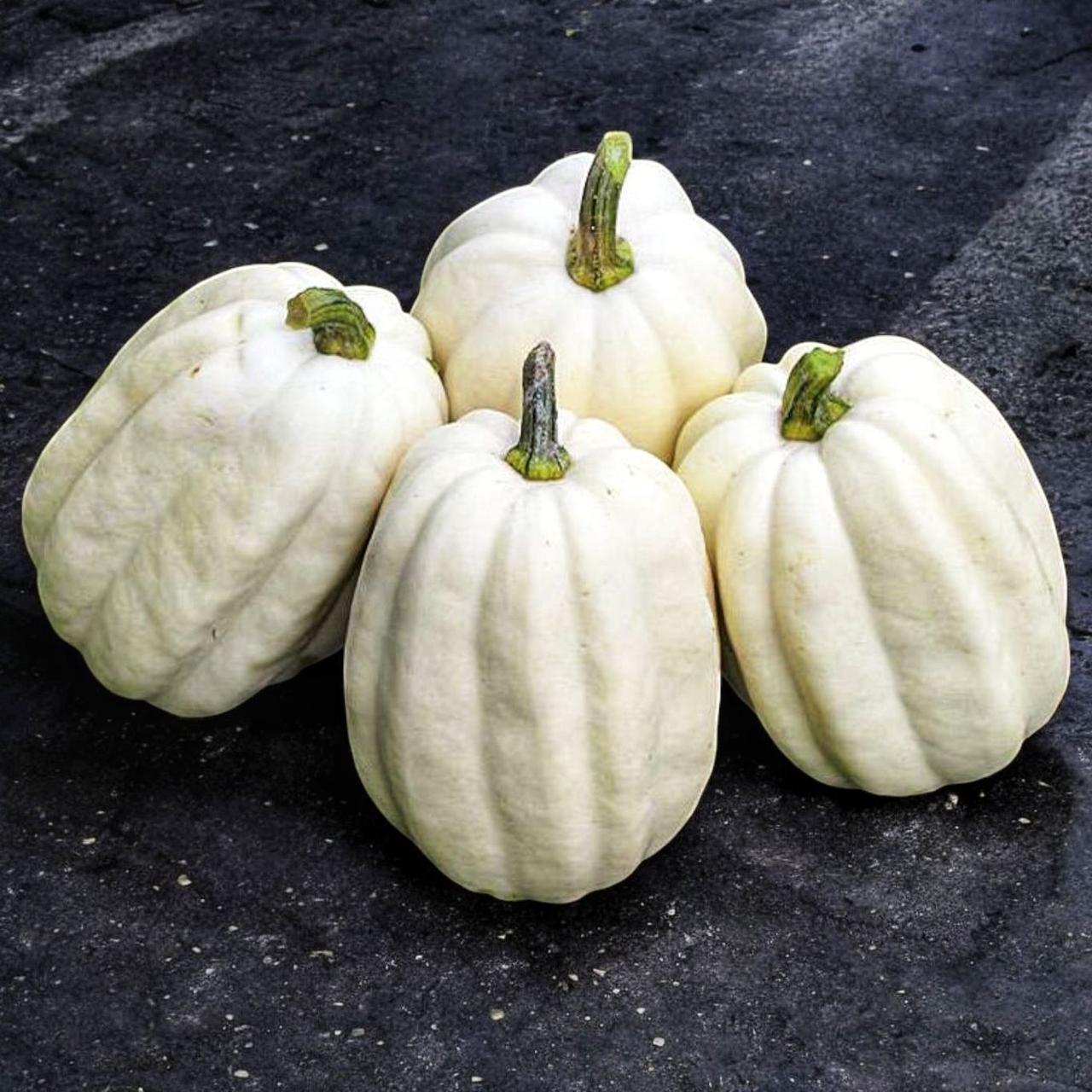 Насіння Гарбуз Mashed Potato F1 5 шт. (2521999197)