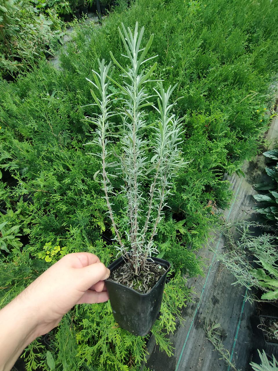 Саженцы Lavandula angustifolia лаванды узколистной в горшке 0,5 л - фото 3