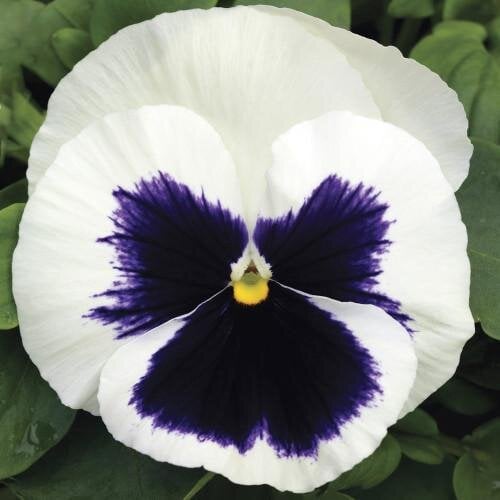 Семена цветов Виола Mammoth Glamarama White Syngenta 25 шт. (BN03250-4)