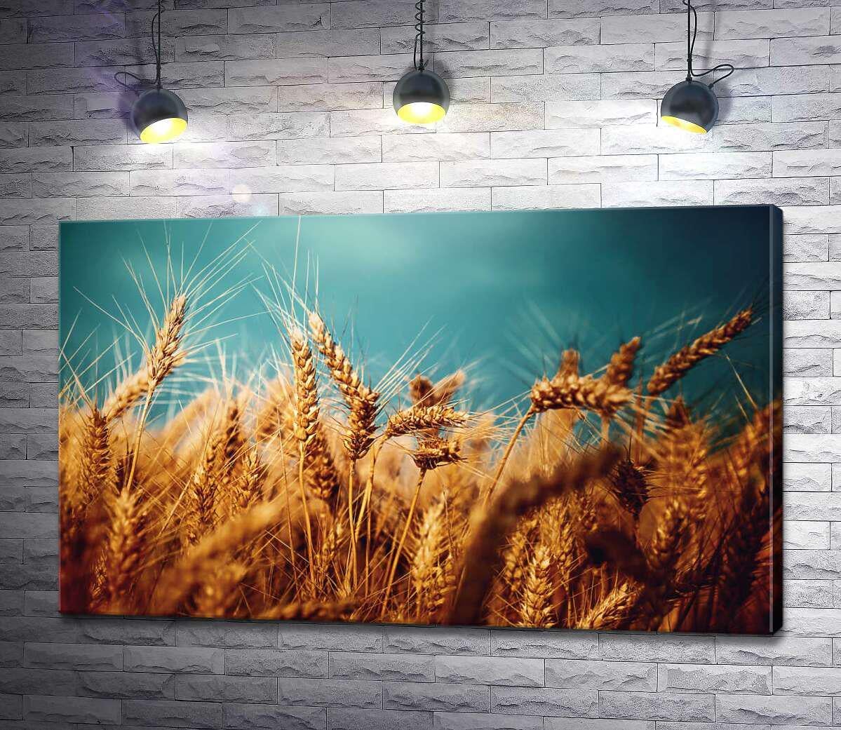 Картина ArtPoster Спелые золотые колосья пшеницы 100x61 см Модуль №1 (004536)