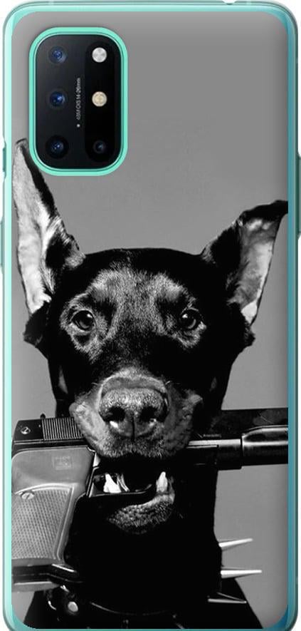 Чехол на OnePlus 8T Доберман (2745t-2113-42517)