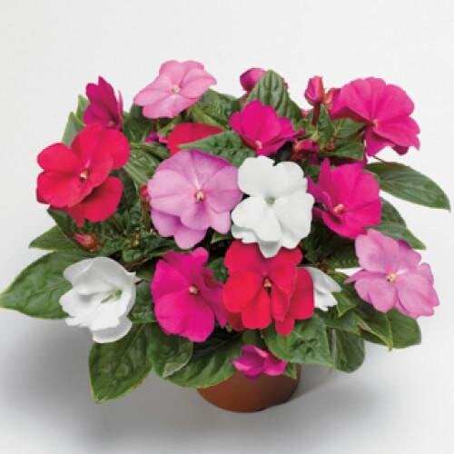 Семена цветов Бальзамин новогвинейский Florific Mix Syngenta 250 шт. (BN07444-2)