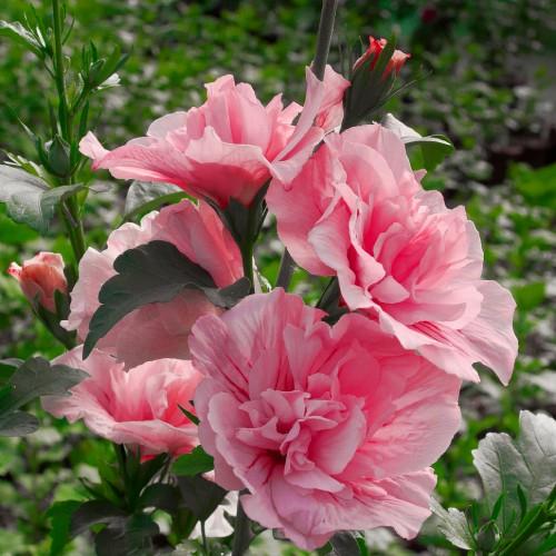 Гібіскус Florium сирійський Pink Chiffon (12011) - фото 2