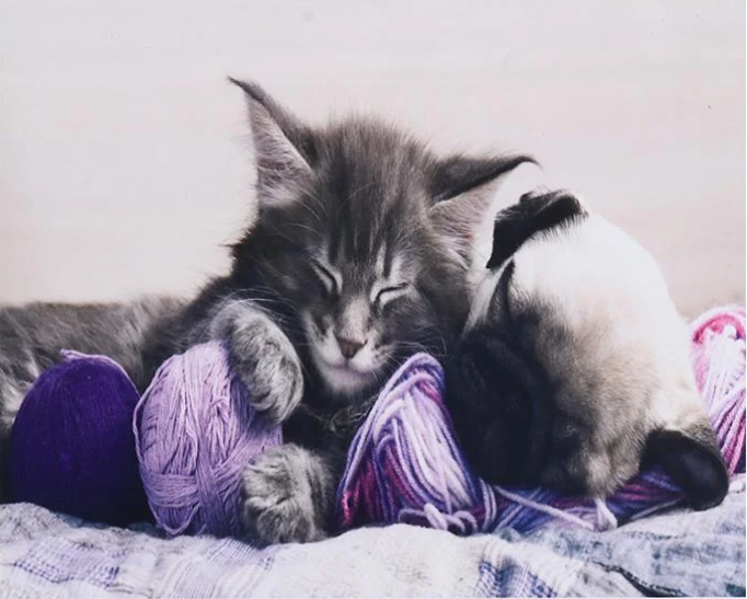 Алмазна мозаїка за номерами Josef Otten Кошеня 60268 30x40 см (MTT-177577)