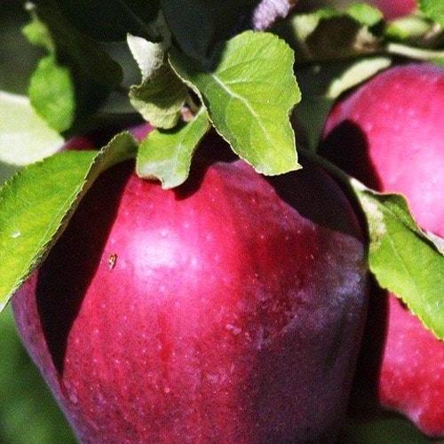 Сажанец Эксклюзив Яблоня красно-черная Сад любви Garden of love премиальный крупноплодный сорт (43985)