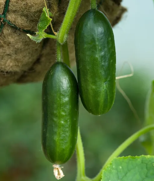 Семена Огурец GL Seeds Малыш 5 г (585)