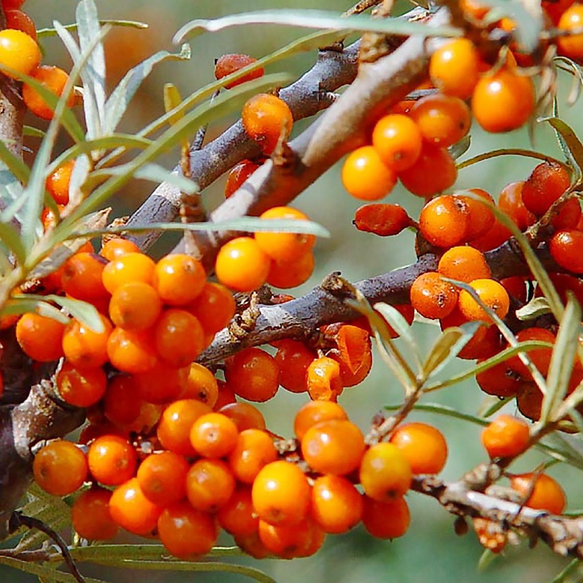 Саженец облепихи Великан женский поздний неприхотливый (908089855) - фото 2 Саженец облепихи Великан женский поздний неприхотливый (908089855) - фото 2