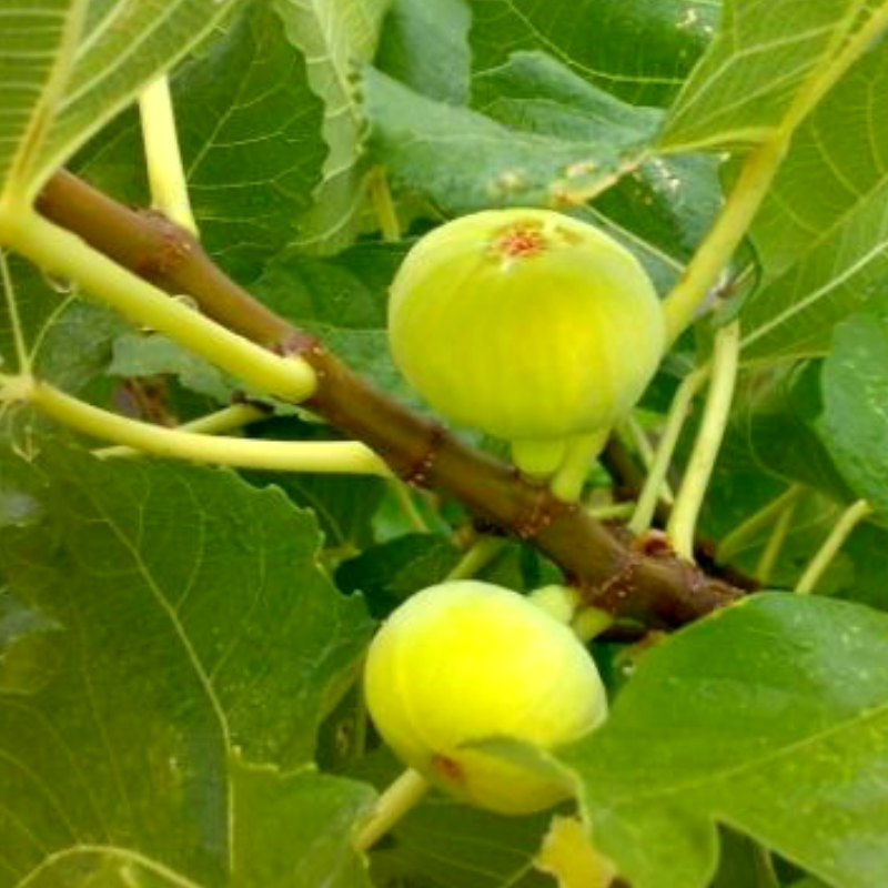 Саджанець інжиру Adriatic white ремонтантний самоплідний скороплідний (610708504) - фото 3