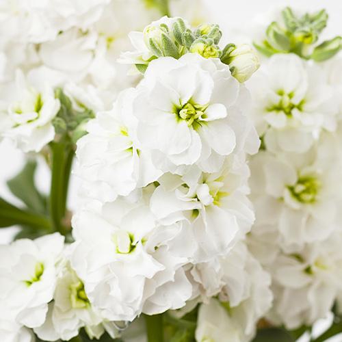 Семена Левкой Florium Свинг (13044)