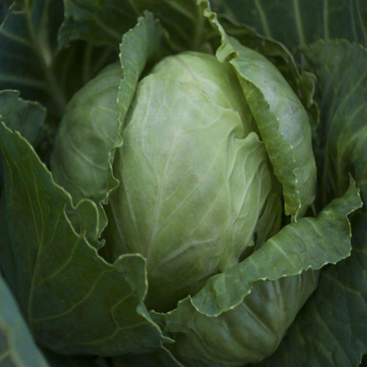 Семена капусты белокочанная Золотой акр 10 г (39233)