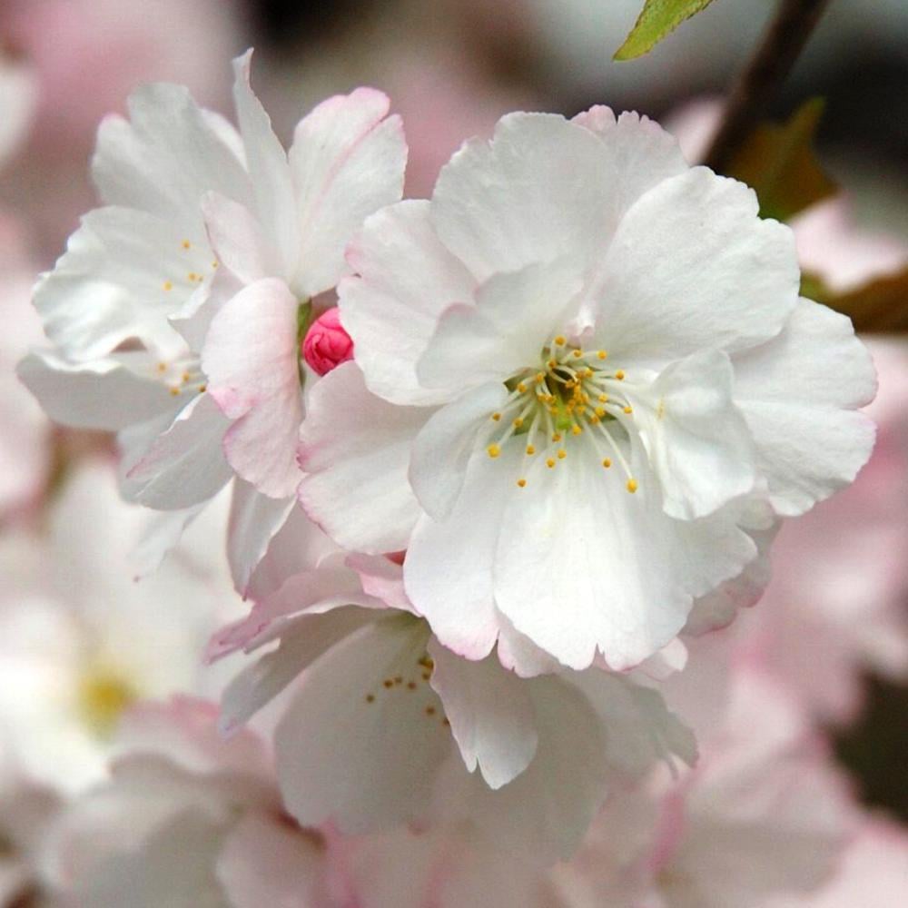 Саженец сакуры Белая (14965475)