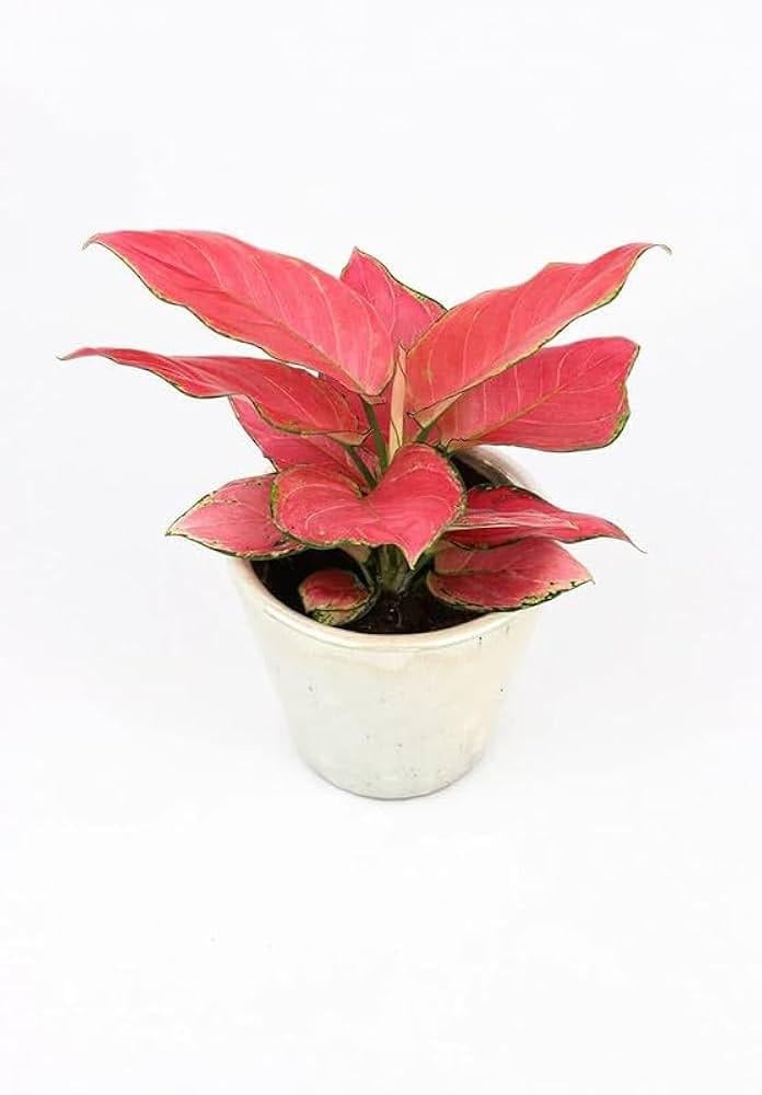 Аглаонема Red Joy 12/35 см (28859084) Аглаонема Red Joy 12/35 см (28859084)