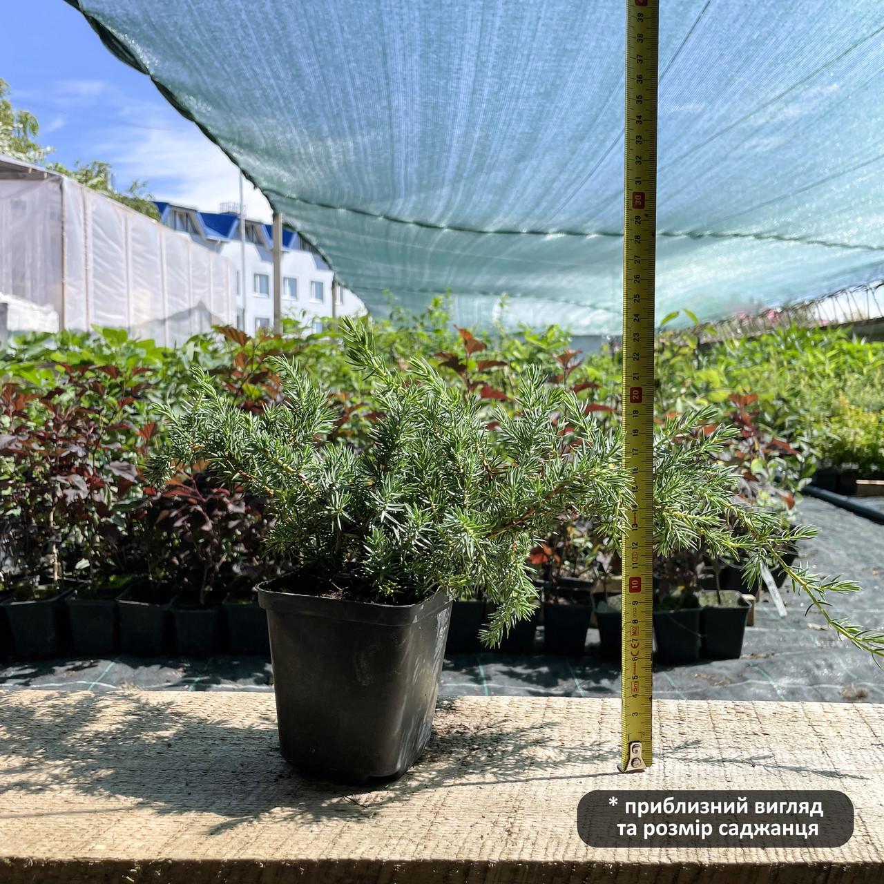 Саженец можжевельника прибрежного Juniperus conferta Schlager Р9 (645153030) - фото 2 Саженец можжевельника прибрежного Juniperus conferta Schlager Р9 (645153030) - фото 2