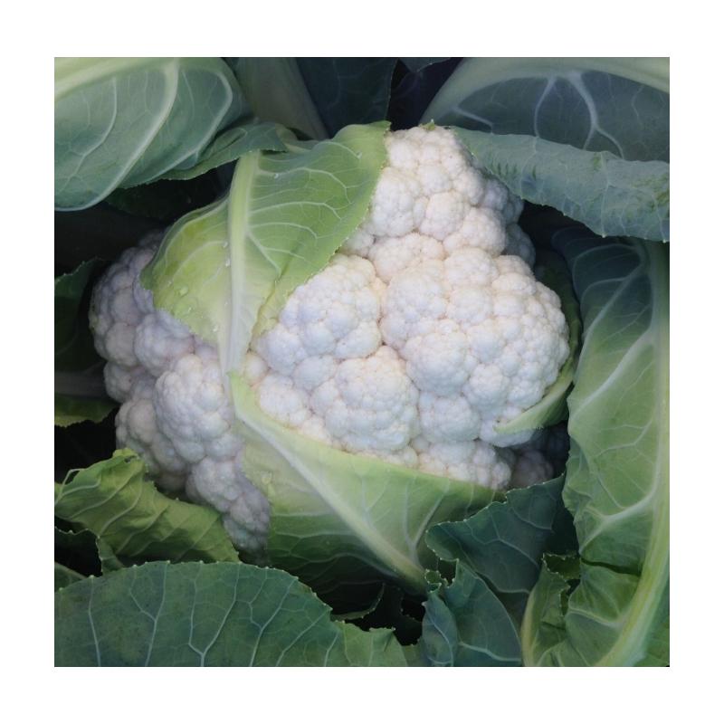 Семена Капуста Цветная Clause DYUROK F1 2 500 шт. (1991316199)