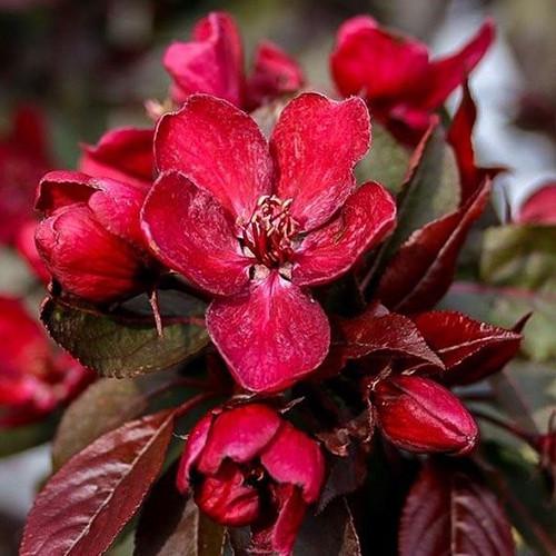 Саженцы яблони Роялти привит 1-летний (2928140903)