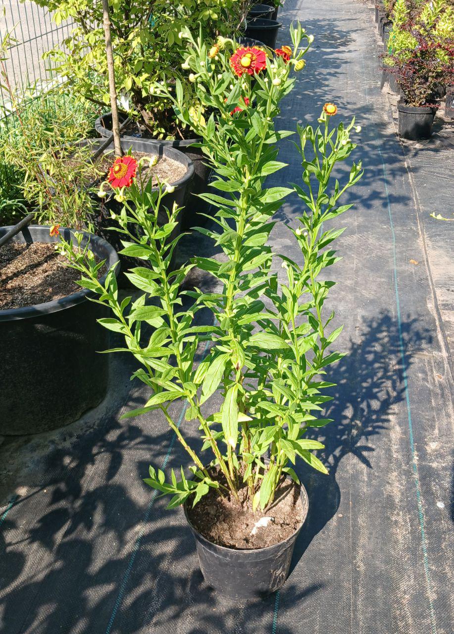 Геленіум - фото 2 Геленіум - фото 2