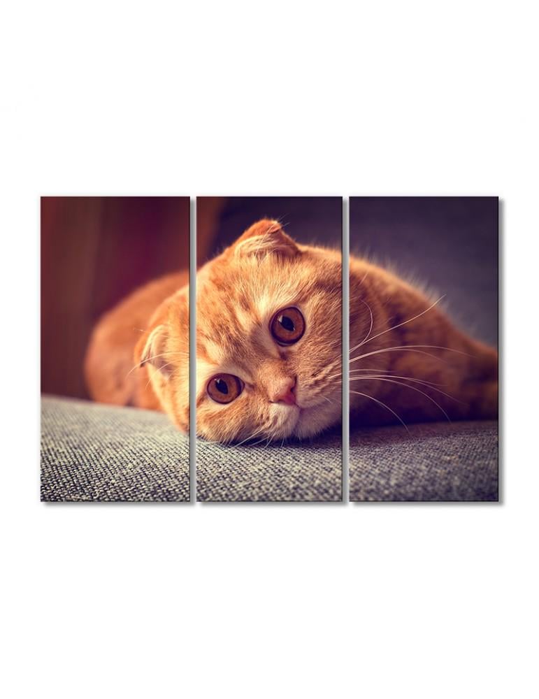 Картина модульная Рыжий котик скоттиш-фолд 3 модуля 90x135 см