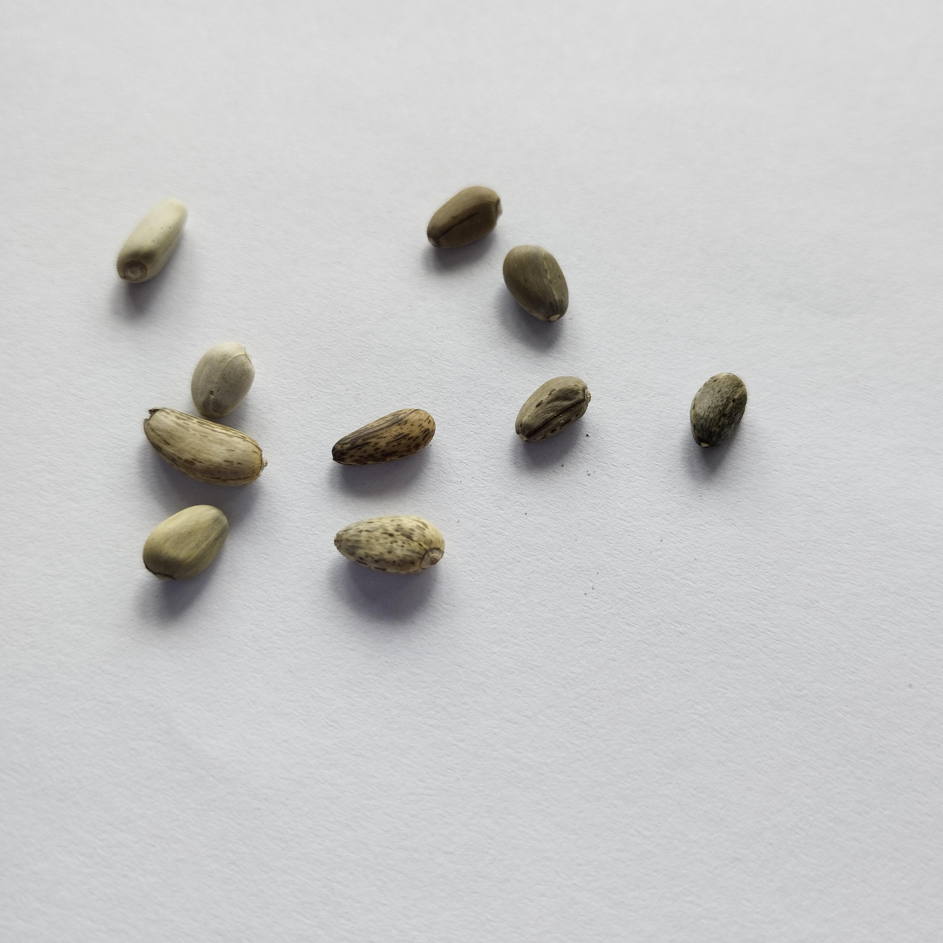 Семена Артишок Грин Глоуб 0,5 г 10 шт. зеленый (RS-00833) - фото 2 Семена Артишок Грин Глоуб 0,5 г 10 шт. зеленый (RS-00833) - фото 2