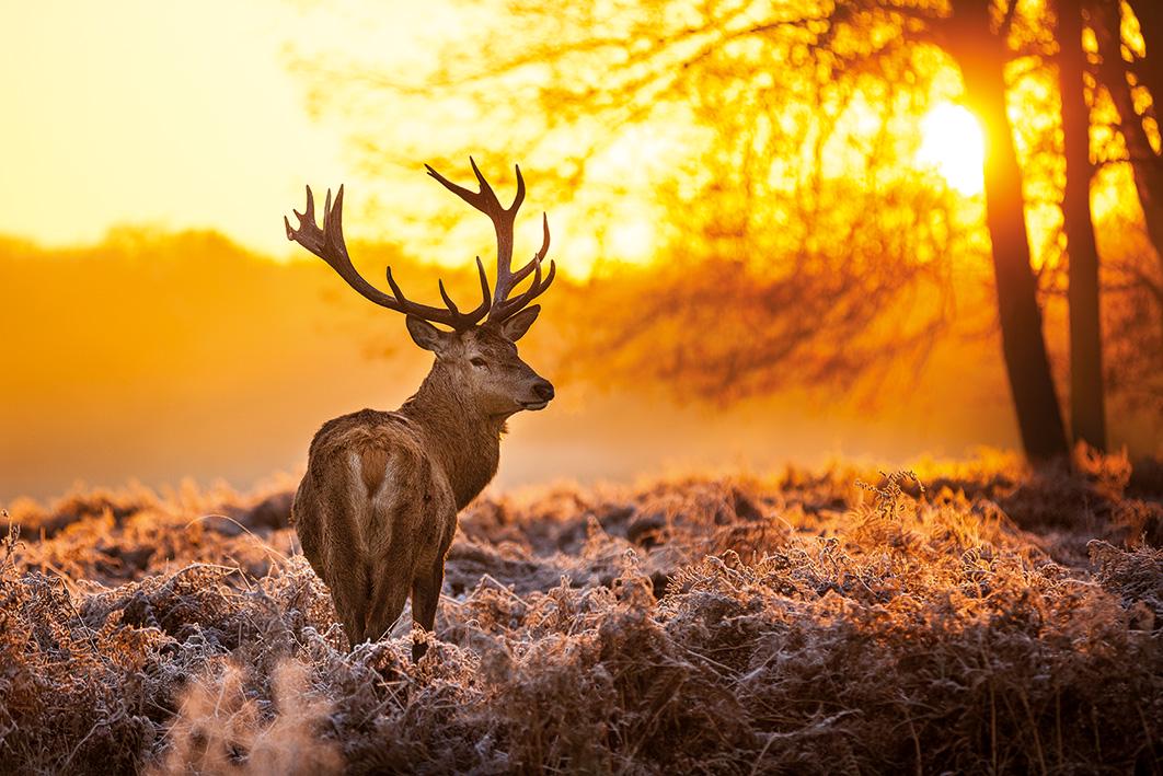 Постер плакат Золотой Олень/Golden Stag 61x91,5 см