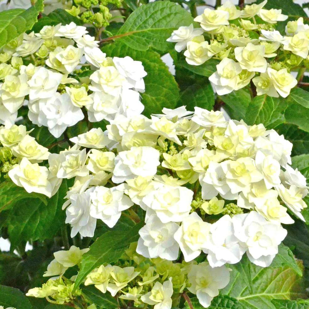 Саженец гортензии крупнолистной Hydrangea macrophylla Doppio Bianco Р9 (1909444281) - фото 2