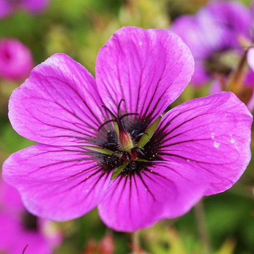 Герань Florium Patricia (2672)