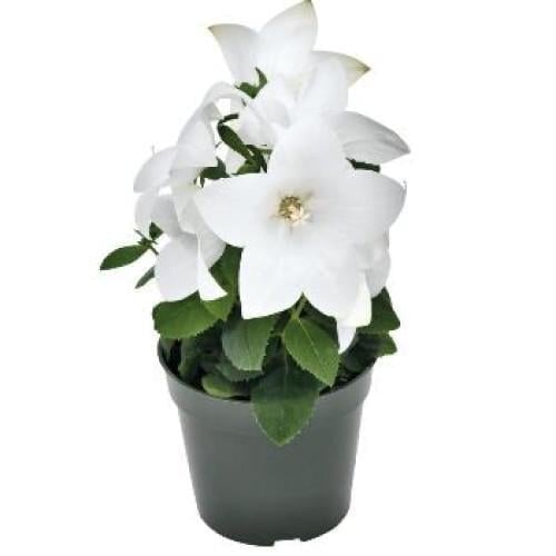 Семена цветов Платикодон Pop Star White (BN08559-4)