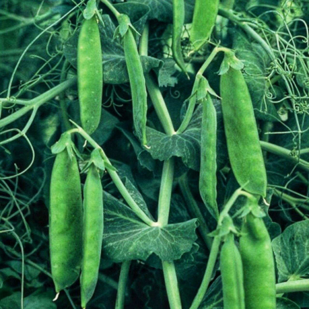 Семена Горох сахарный Шугар Флеш Syngenta 5 шт. (2517120031)