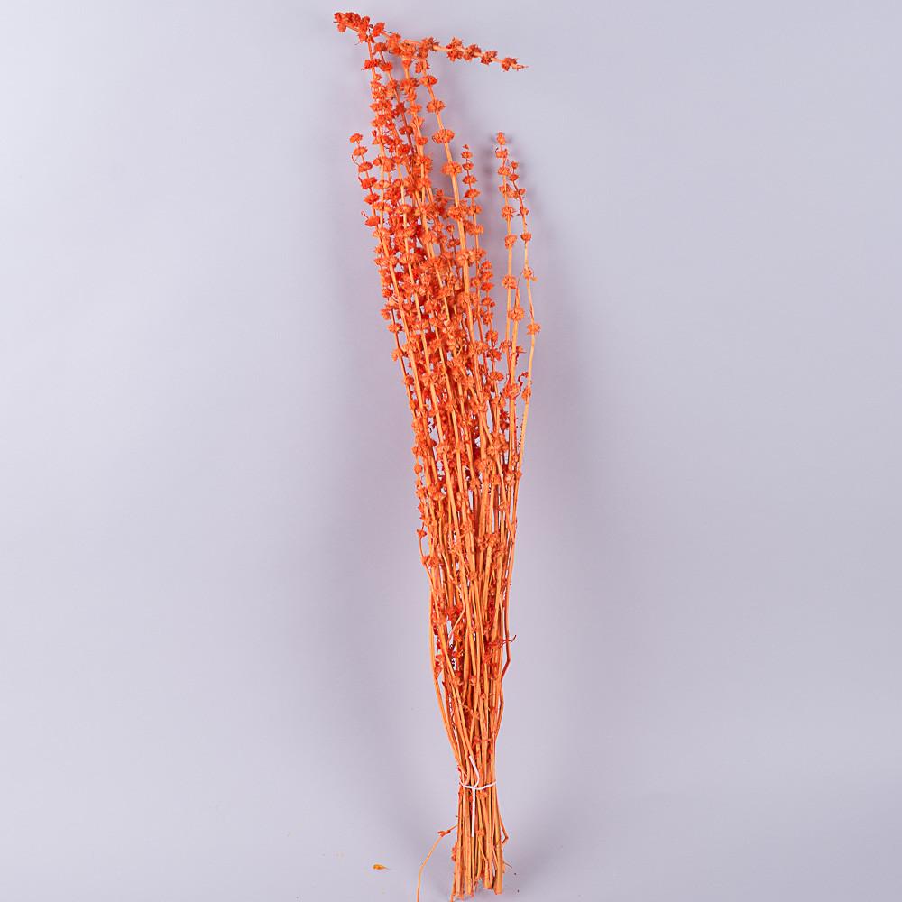 Сухоцвет Македония Оранжевый (1769-2)