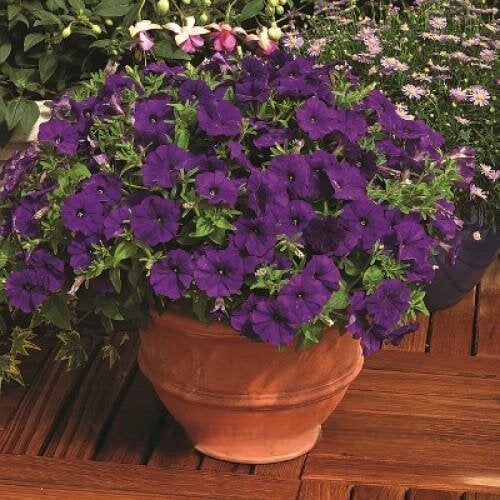 Семена цветов Петуния мелкоцветная Picobella Blue Syngenta 1000 шт. (BN02163)
