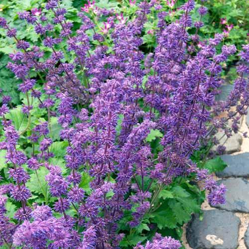 Сальвия Florium Purple Rain (22374)