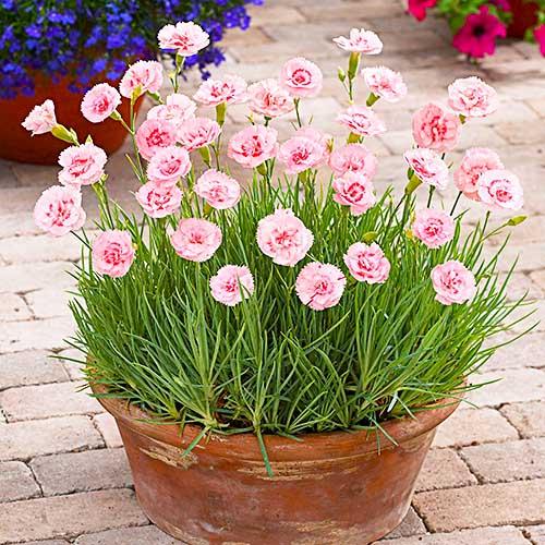 Гвоздика Florium Doris (3933)