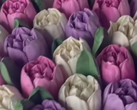 Вікторія | Зефірна флористика