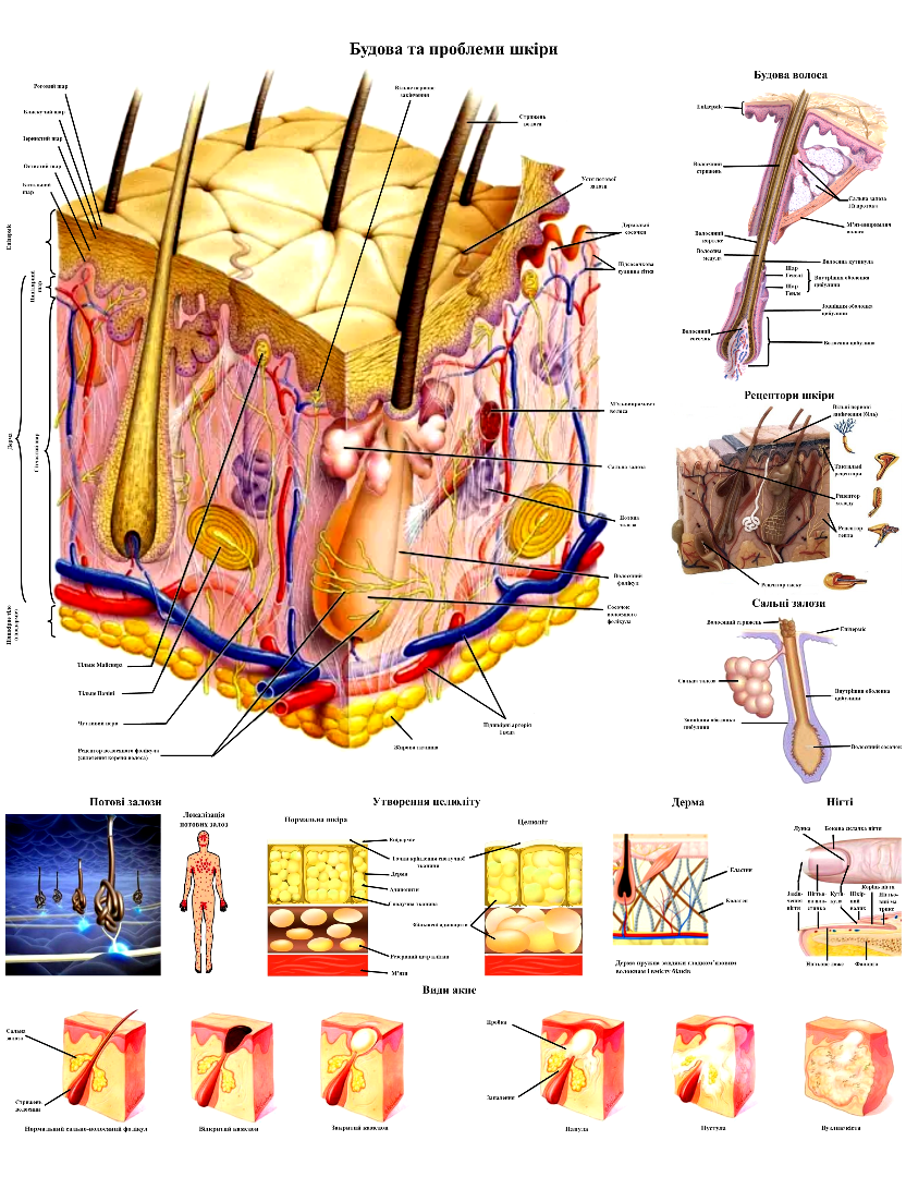 Анатомический плакат Устройство и проблемы кожи 67x86 см (0014)