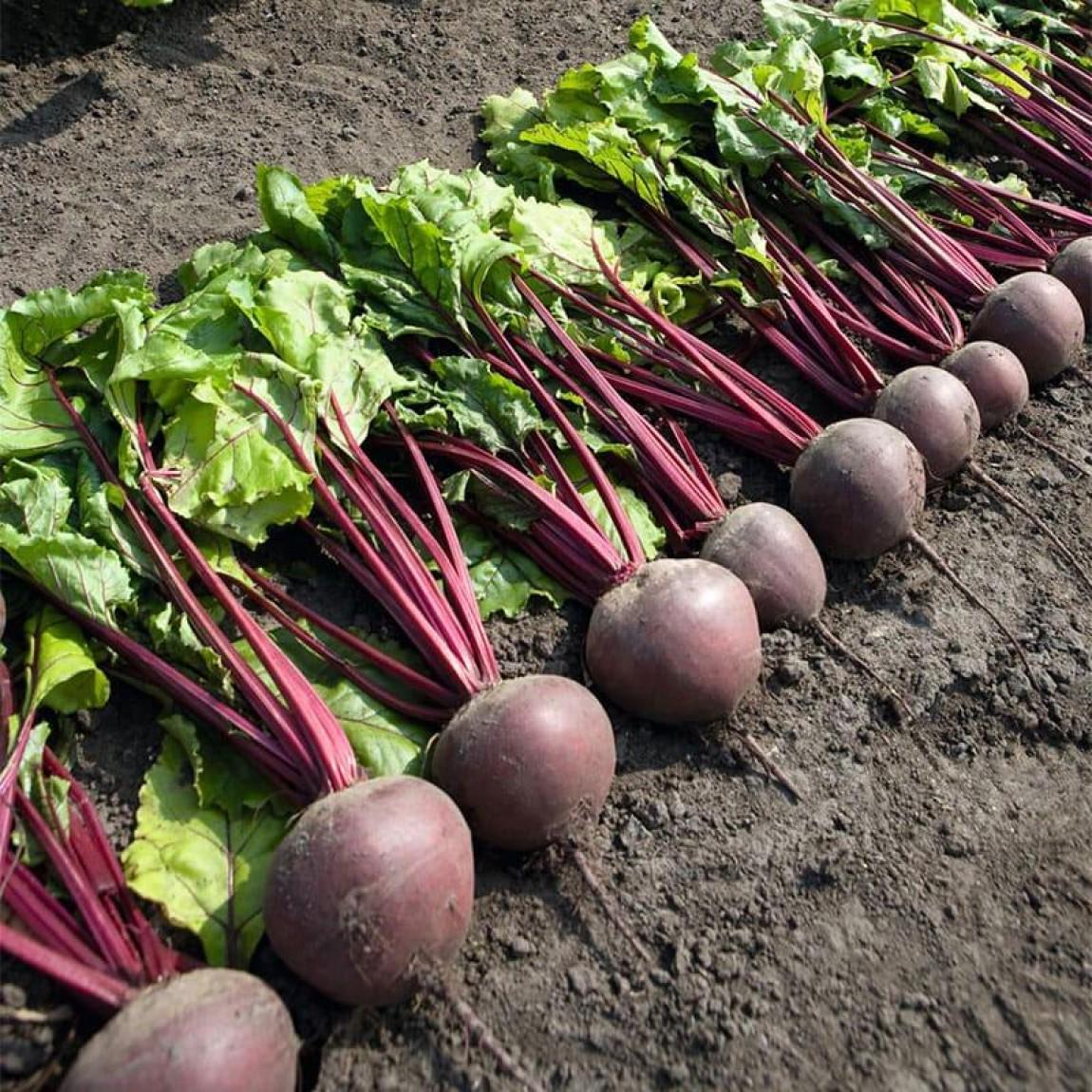 Семена Свекла Маноло F1 ТД Гекса-Украина 4969 10000 шт. (IR01159)