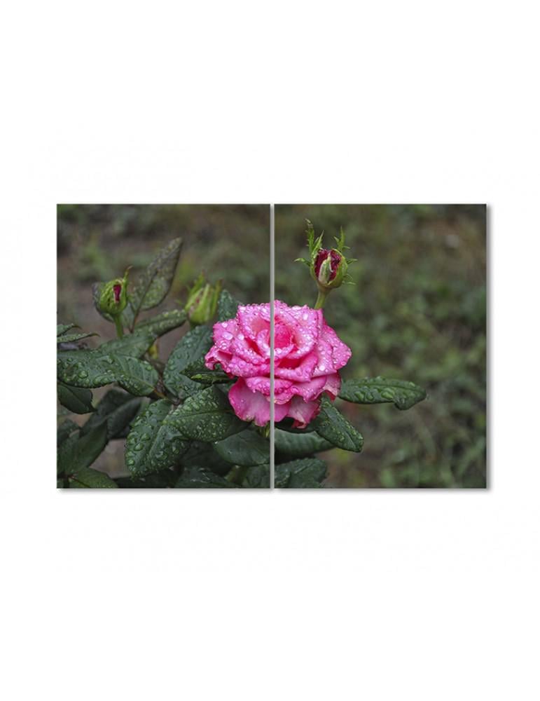 Картина модульная Розовая роза после дождя 2 модуля 70x105 см