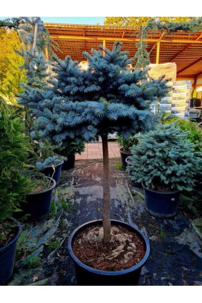 Ялина блакитна Глаука Глобоза на штамбі 50 см