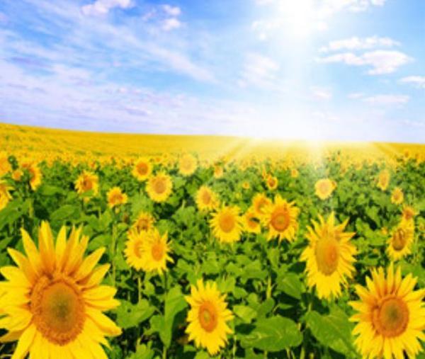 Картина по номерам Josef Otten Цветы Поле подсолнухов 40х50 см в термопакете (8333RSB_O-mt)