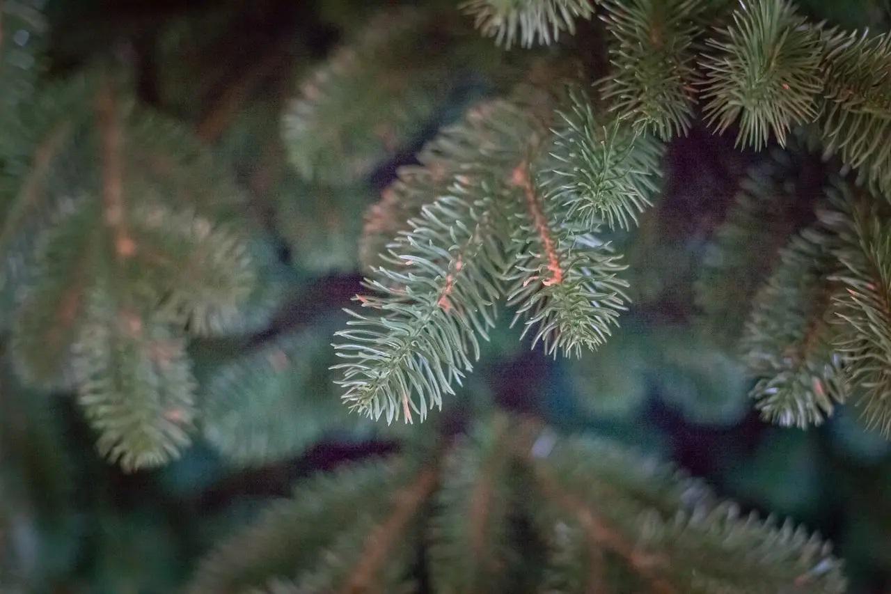 Искусственная елка литая Роял 2,7 м (12914043) - фото 4 Искусственная елка литая Роял 2,7 м (12914043) - фото 4