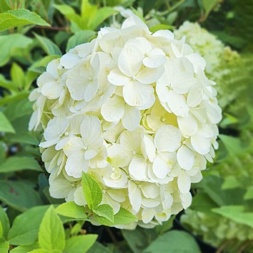 Гортензия Wudu White Florium
