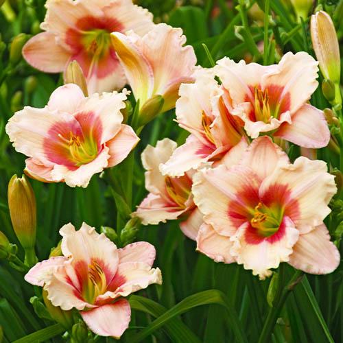 Лилейник Florium Roseanne (18225)