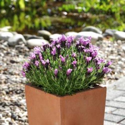 Семена цветов Лаванда BANDERA PURPLE Kieft Seed 100 шт. (BN05456-3)