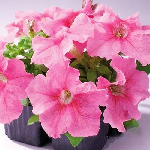 Семена Петуния Florium миниатюрная Розовая (17724)