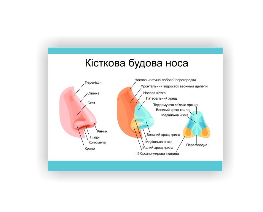 Плакат Vivay "Костное строение носа" 118х84 см (25764647)