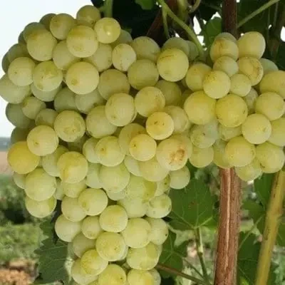 Саджанці винограду Біанка в горщику 0,5 л