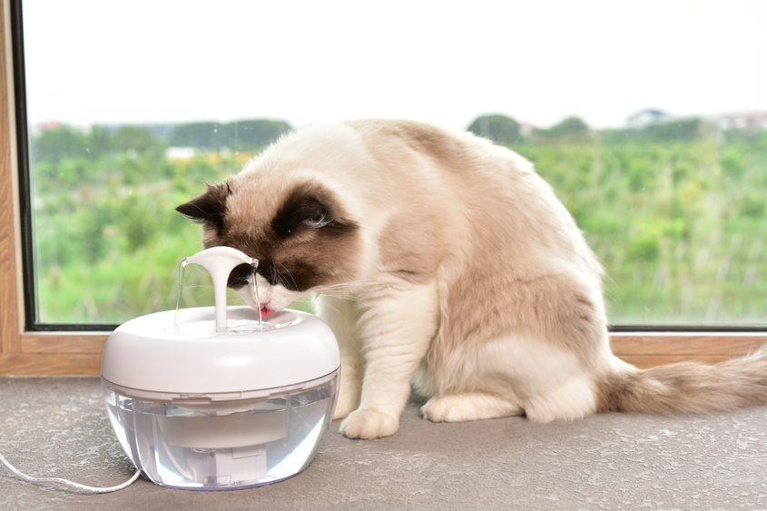 Поилка фонтан для кошек PAWOOF 1,5 л с фильтром (1069312191) - фото 6